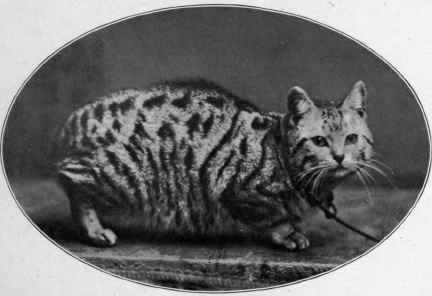 Mr. Ward's Manx Silverwing.