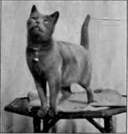 Mrs. Carew Cox's Yula.