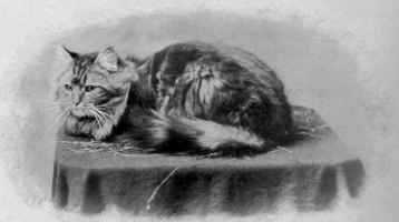 Mrs. Drury's Brown Tabby, Periwig.
