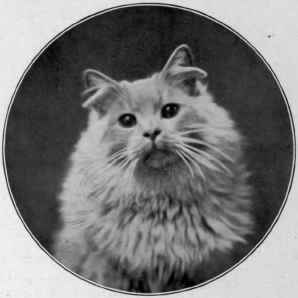 Mrs. F. Norris's Cream Kitten