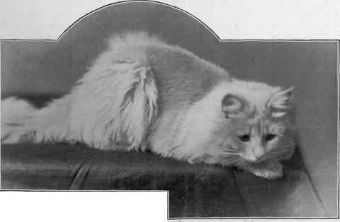 Mrs. F. Western's Matthew Of The Durham's.