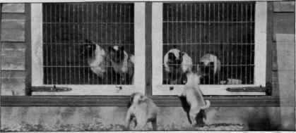 Pugs Paying A Visit To The Siamese