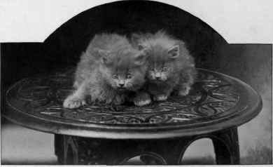 Scared.Two Blues belonging to Lady Marcus Beresford.