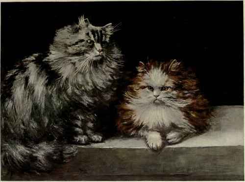 Silver Tabby And Orange And White Persians