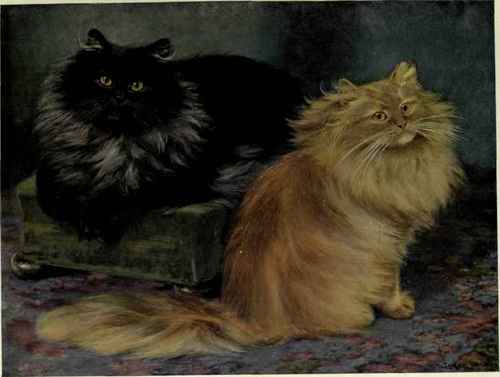 Smoke And Orange Persians