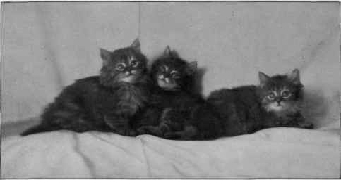 Three Little Grandchildren Ok Persimmon.