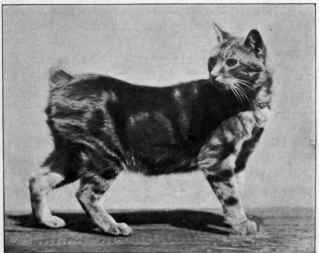 Manx Cat