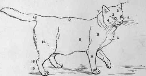 The Points Of A Cat 92