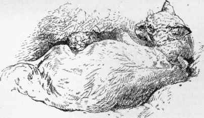 Cat And Kittens 55