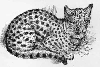 Mr. Babb's Spotted Silver Tabby