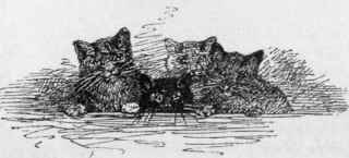 The Blue Cat 43