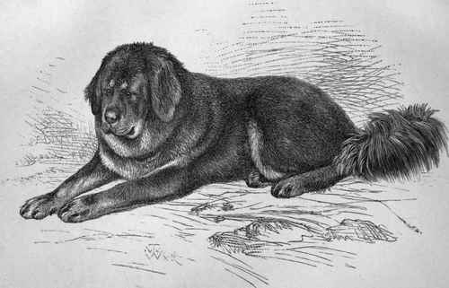H.R.H. THE PRINCE OF WALES'S THIBET MASTIFF SIRING. Imported.