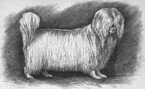 LADY GIFFARD'S MALTESE TERRIER HUGH (K.C.S.B. 6736). Sire Mr. Jacob's Prince Dam Lady Giffard's Madge.