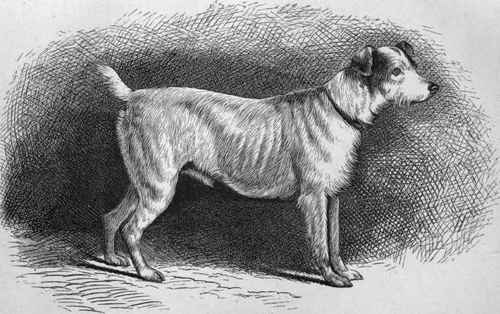 MR. A. H. EASTEN'S WIRE HAIRED FOX TERRIER TWISTER/' Sire Terror, by Tramp (brother to Old Jerry) out of Venom   Dam Wasp, by champion Ruler.