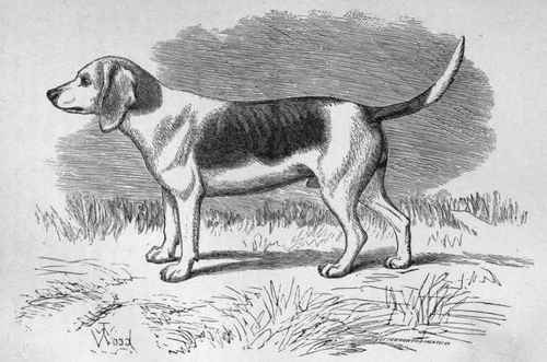 MR. E. JACKSON'S BEAGLE MARKSMAN. Sire Merryman Dam Hebe, by Croney out of Madcap.