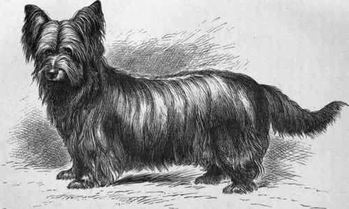 MR. F. H. VICARY'S PRICK EARED SKYE TERRIER MONARCH (K.C.S.B. 6691). Sire Mr. Thompson's Tommy Dam Mr. Cunningham's Queen Bess.