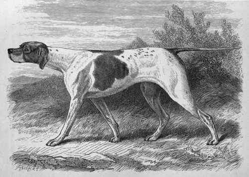 MR. G. THORPE BARTRAM'S POINTER BITCH STELLA. Sire Sancho (K.C.S.B. 1004) Dam Bess, by Hamlet.