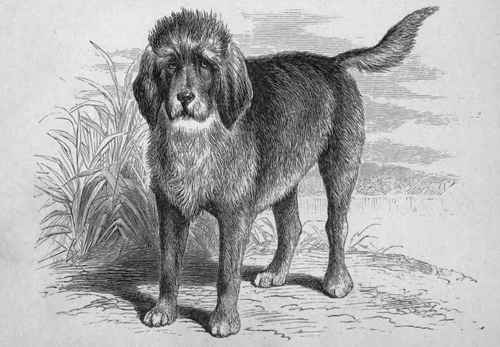 MR. J. C. CARRICK'S OTTERHOUND CHARMER (K.C.SB., 365). Sire Wellington, by Bruiser out of Rough Rally Dam Countess.