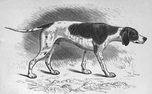MR. J. FLETCHER'S POINTER DOG DON (K.C.S.B. 4201). Sire Random [brother to champion Sancho, K.C.S.B. 1004) Dam Juno.