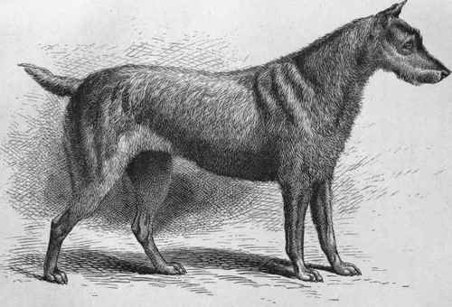 MR. J. J. PIM'S IRISH TERRIER SPUDS (K.C.S.B. 6846). Sire Jack   Dam Mr. Ahem's Virgil.