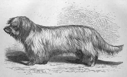 MR. J. PRATT'S SKYE TERRIER PIPER. Sire Toddy (K.C.S.B. 3513) Dam Mist, Sister to Dunregan (K.C.S.B. 3455).