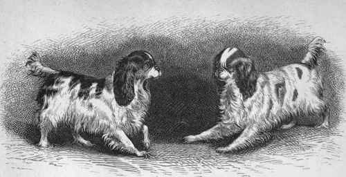 MR. RUSSELL EARP'S WHITE, BLACK AND TAN KING CHARLES SPANIEL TWEEDLEDEE.