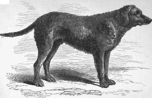 MR. W. H. HOW'S CURLY COATED RETRIEVER TOBY.' Sire Sweep (K.C.S.B. 1876 Dam Mr. Cotton's Nell.