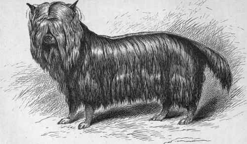 MRS. M. A. FOSTER'S YORKSHIRE TERRIER PRINCE (K.C.S.B. 7822). Sire Peter, by Huddersfield Ben Dam Lady, by Bruce.