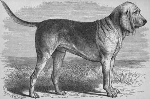 MRS. S. A. HUMPHRIES' BLOODHOUND DON (K.C.S.B., 6853). Sire Roswell (K.C.S.B., 58) Dam Flora, by Rufus (K.C.S.B., 61) out of Hilda (K.C.S.B., 4032).