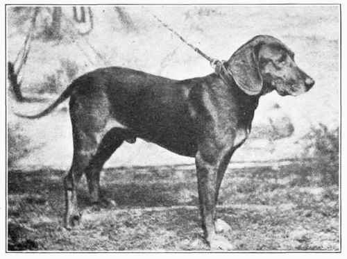 Norwegian Hound.