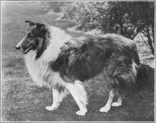 Rough Coated Collie