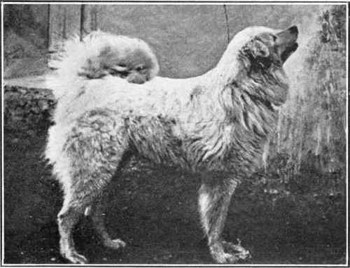 Sheepdog Of The Abruzzes.