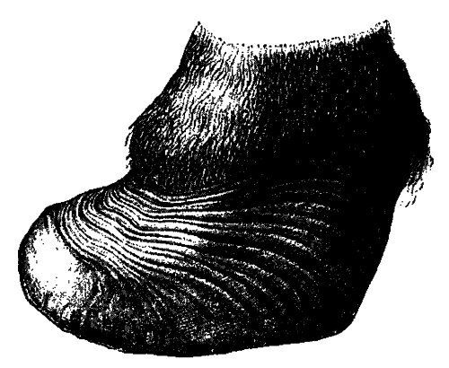 1 Chronic Laminitis 122