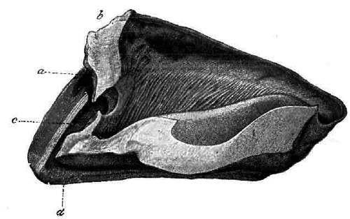 Fig. 109.   Mesial Section Of A Hoof Illustrating The Conditions Following Upon Coronitis
