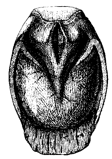 Fig. 123.   Solar Aspect Of Foot With Chronic Laminitis, Showing Its Abnormal Oval Shape From Before Backwards, And The Excess Of Horn Growing From The White Line In The Region Of The Toe