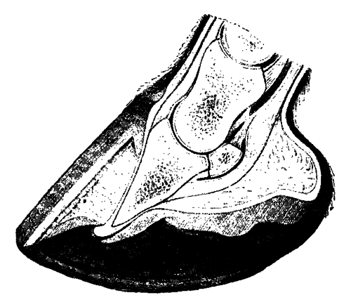 Fig. 124.   Longitudinal Section Of A Foot With Laminitis Of Three Weeks' Standing