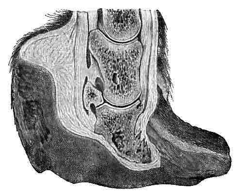 Fig. 125.   Longitudinal Section Of A Foot With Laminitis Of Several Years' Duration