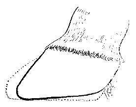 Fig. 127.   The Same Foot As In Fig