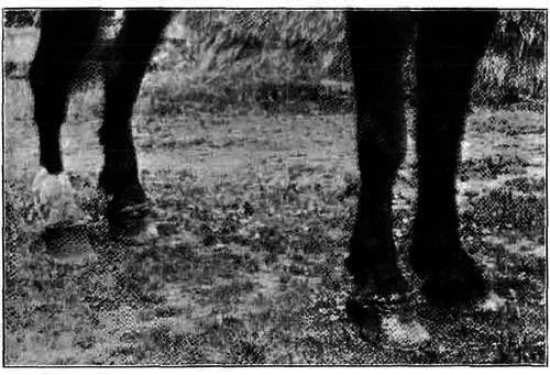 Fig. 137. Specific Coronitis Of All Four Feet