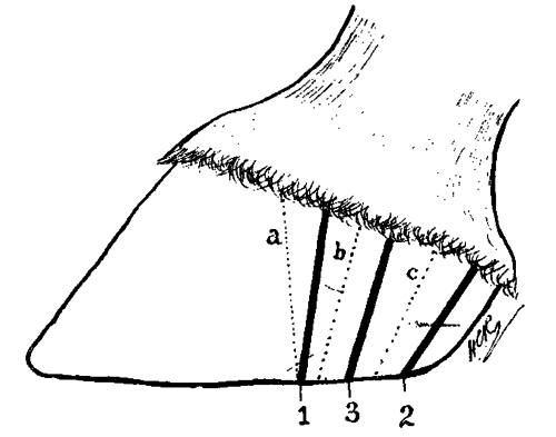 Fig. 148. Diagram Illustrating The Position Of The Grooves In The Wall In Colonel Smith's Operation For Side Bone