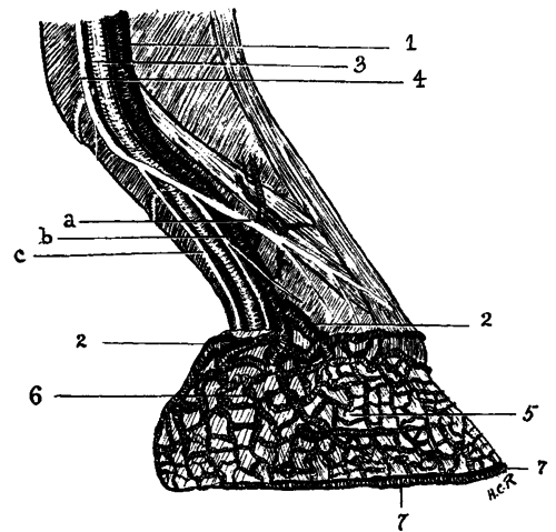 Fig. 15. The Veins And Nerves Of The Foot
