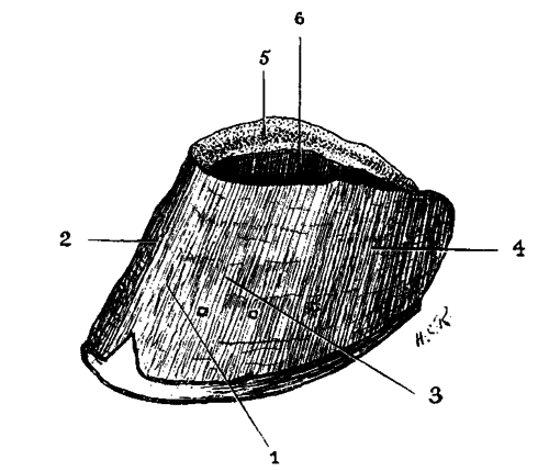 Fig. 19.   The Wall Of The Hoof