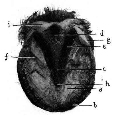 Fig. 21.   Inferior Aspect Of Hoof
