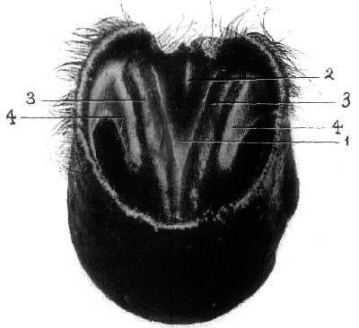 Fig. 22.   Hoof With The Sensitive Structures Removed