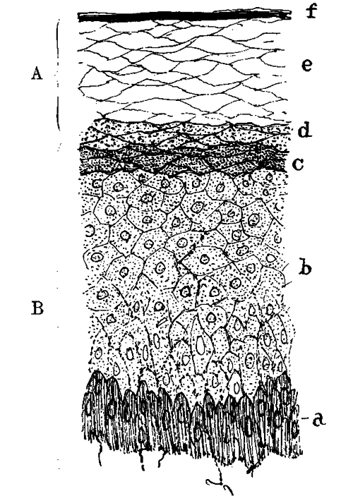 Fig. 23.   Vertical Section Of Epidermis (Human)