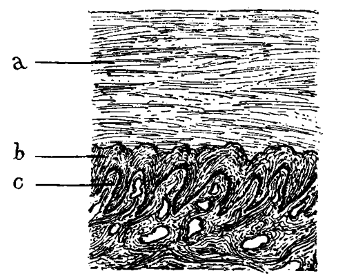 Fig. 25. Longitudinal Section Through Nail And Nail Bed Of A Human Foetal Finger