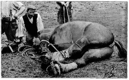 Fig. 43. Photograph Illustrating Method Of Adjusting The Side Line Preparatory To Fixing The Hind Leg Upon The Fore