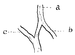 Fig. 62.   Dissected External Metacarpal Nerve And Branches