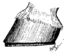 Fig. 67. Foot Prepared For The Charlier Shoe
