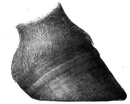 Fig. 82. Hoof Showing The Rings In The Horn Brought About By Physiological Causes